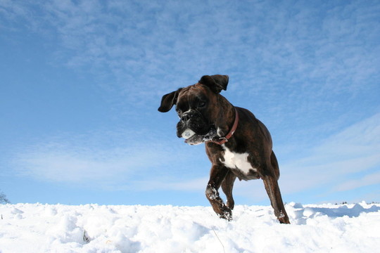 雪中有球的拳師犬