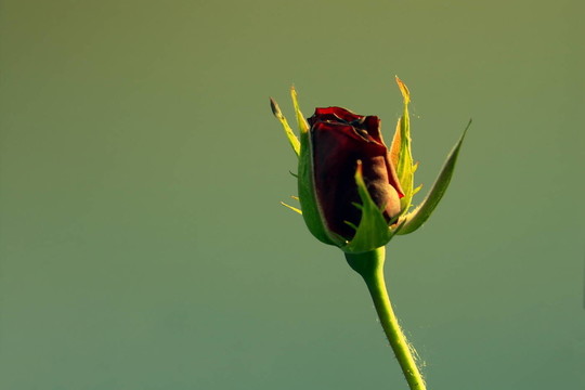 rosenblüTE