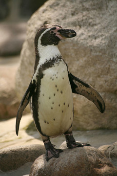 動物