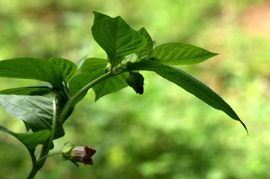 芽顛茄