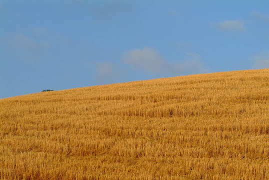 weizenfeldundhimmel2