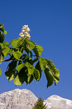 kastanienblüTE 2