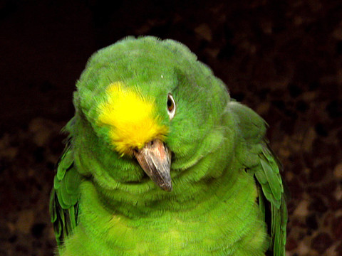 parrot 02