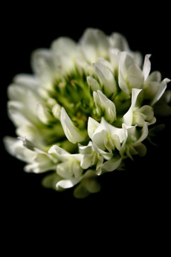 kleeblüTE