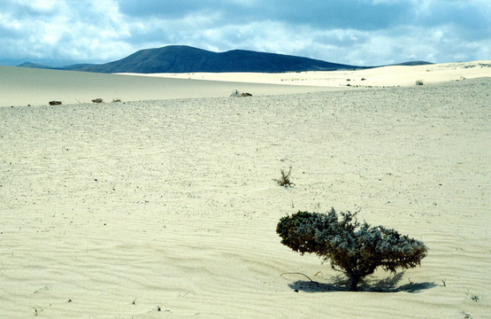 Las Dunas de科拉萊霍