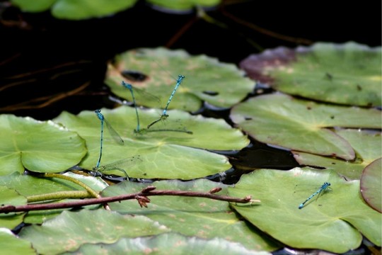 藍色的水域