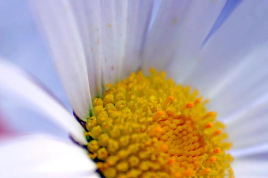 雛菊