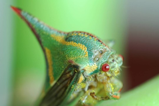 昆蟲