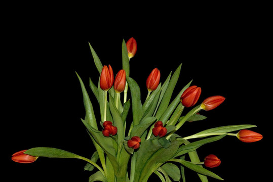 tulpenstrau？