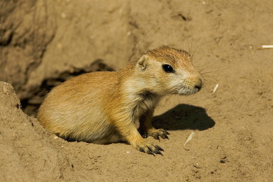 小草原犬鼠