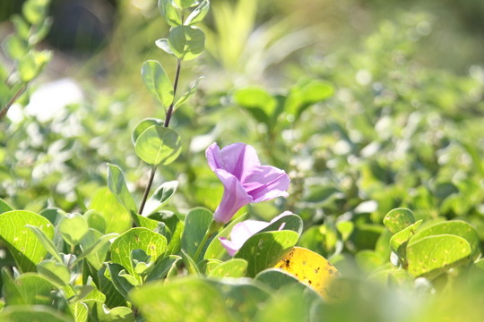 花 鮮花