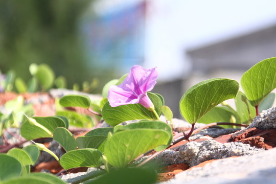 花 鮮花