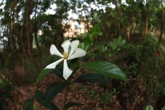 花 鮮花