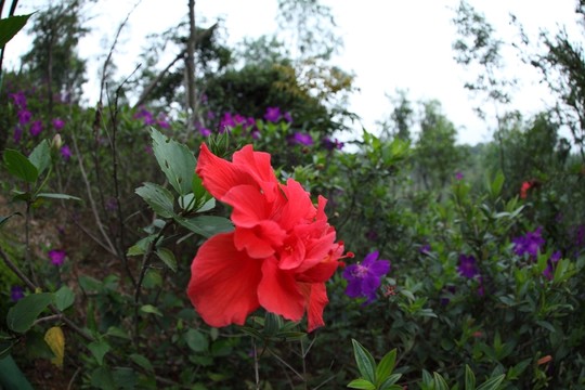 花 鮮花