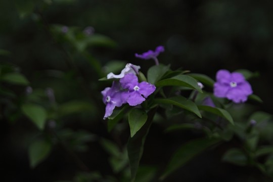 花 鮮花