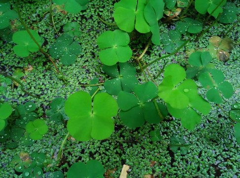四葉草