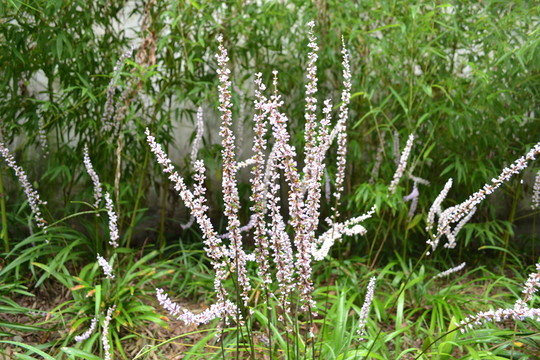 花草