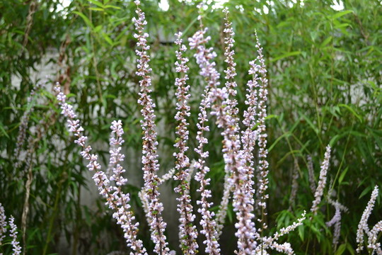 花草