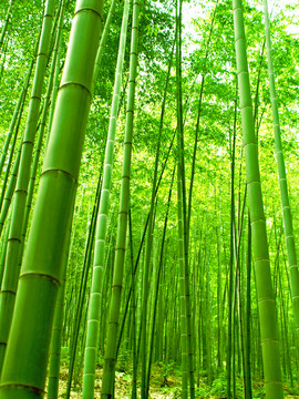 绿色竹林 绿色竹子 竹子素材