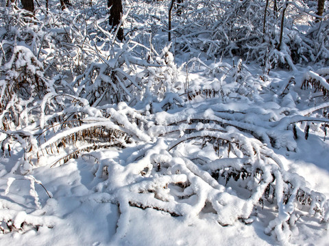 樹木積雪 森林樹掛 森林霧凇