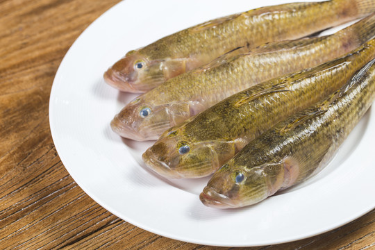 九母魚 狗母魚