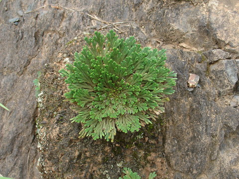 石頭開花
