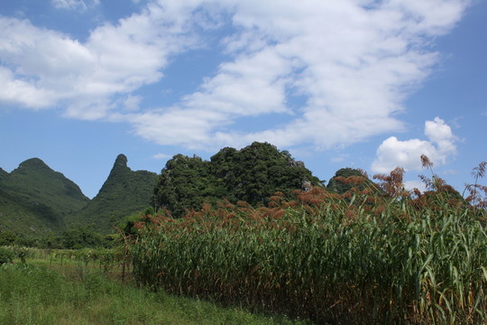 田園