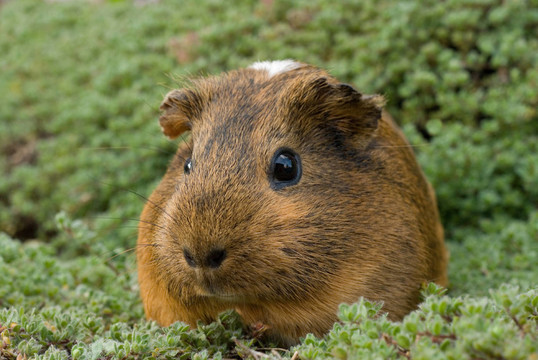 meerschwein