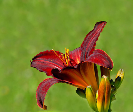 花