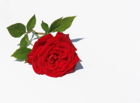 孤獨的花