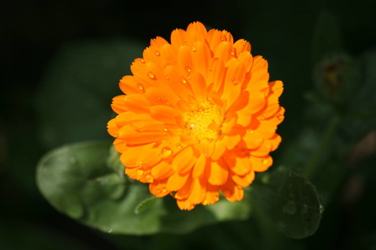 金盞花