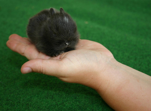 動物