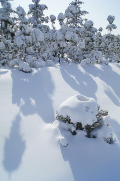 白雪