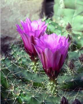 開(kāi)花