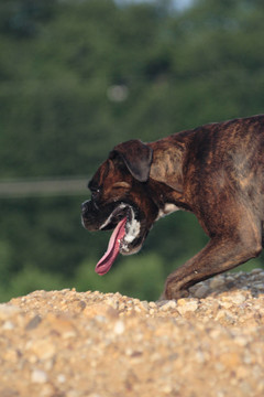 拳師犬追蹤丘