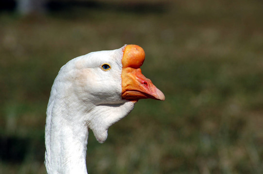 H？ckergans