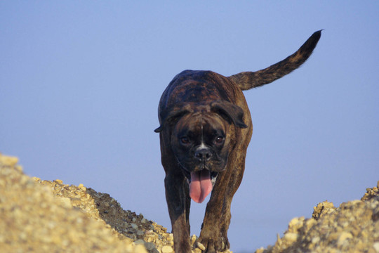 拳師犬追蹤丘