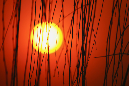 樹(shù)枝剪影夕陽(yáng)