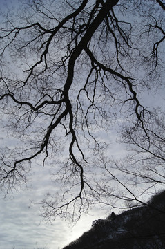 枯樹(shù)枝