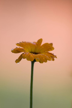 金盞花三