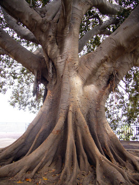 redwoodtree