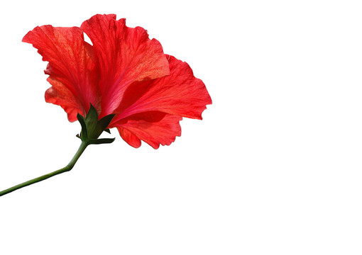 芙蓉紅