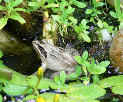 grasfrosch