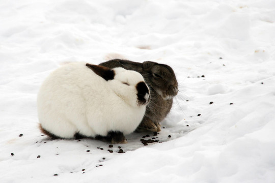 schneehasen