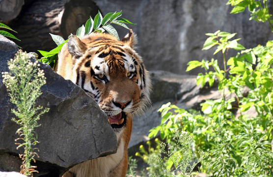 tiger03