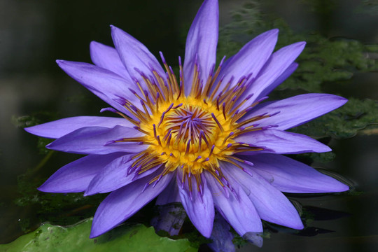 藍(lán)色的花
