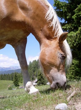 Haflinger 3號(hào)