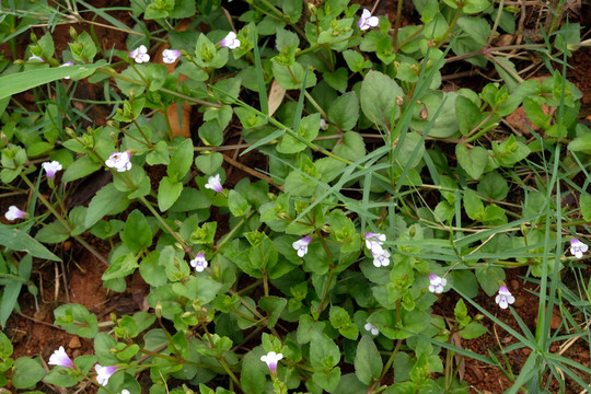 野生母草