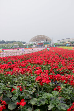 花圃