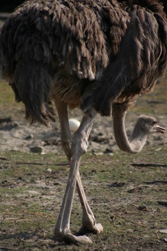 鳥
